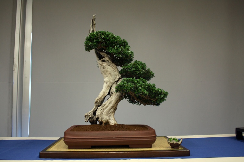 EXPOSICION BONSAI COSMOCAIXA 1111