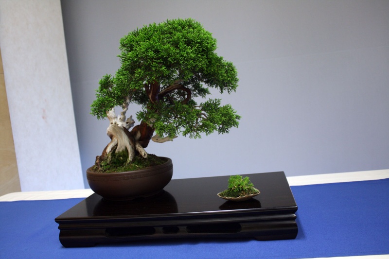 EXPOSICION BONSAI COSMOCAIXA 2111