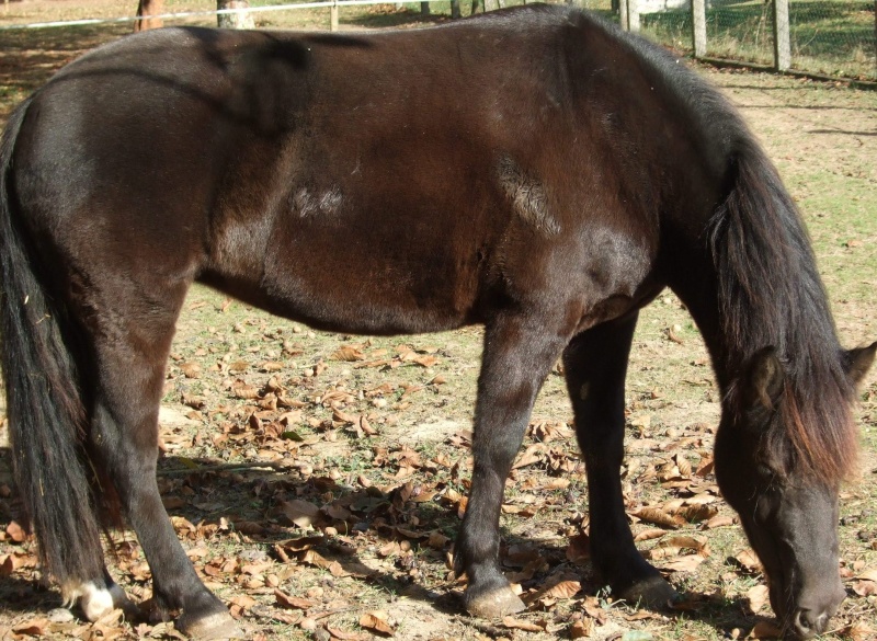 Mes chevaux...du moins mes poneys :) 110