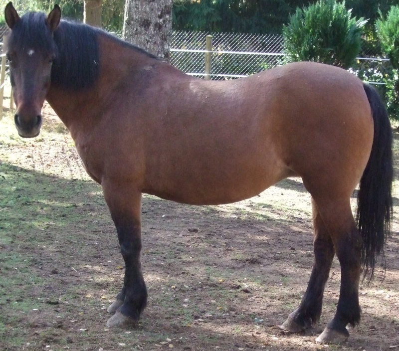 Mes chevaux...du moins mes poneys :) 210