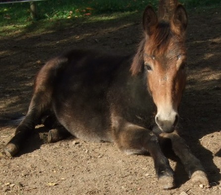 Mes chevaux...du moins mes poneys :) 310