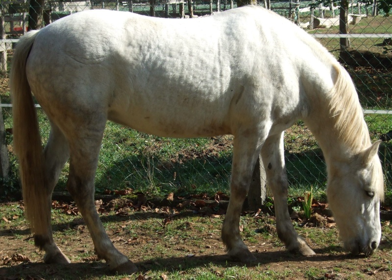 Mes chevaux...du moins mes poneys :) 410