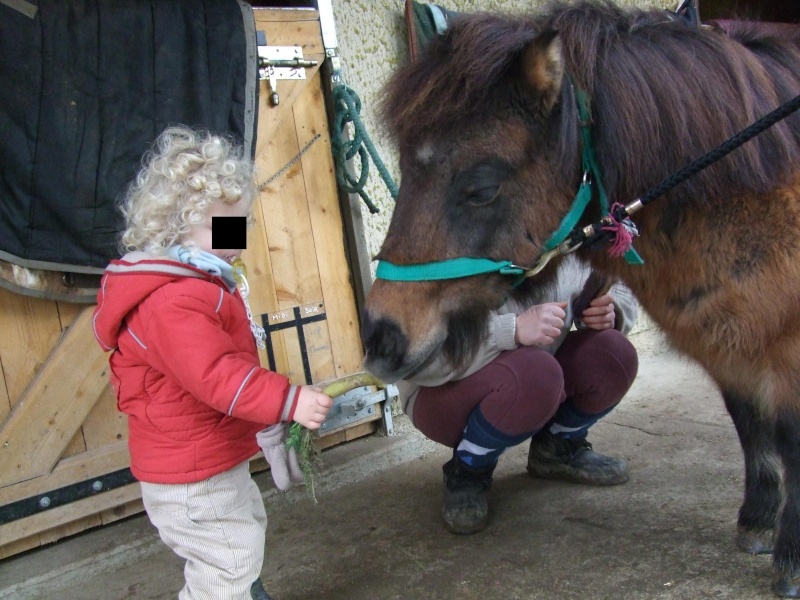 Mes chevaux...du moins mes poneys :) Dscf2610