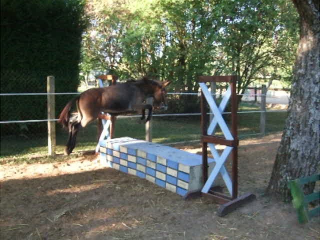 Mes chevaux...du moins mes poneys :) Vlcsna11