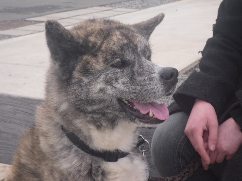 Baïki, akita mâle bringé 3 ans et demi (AKITA HOME ) ADOPTE Baiki_10
