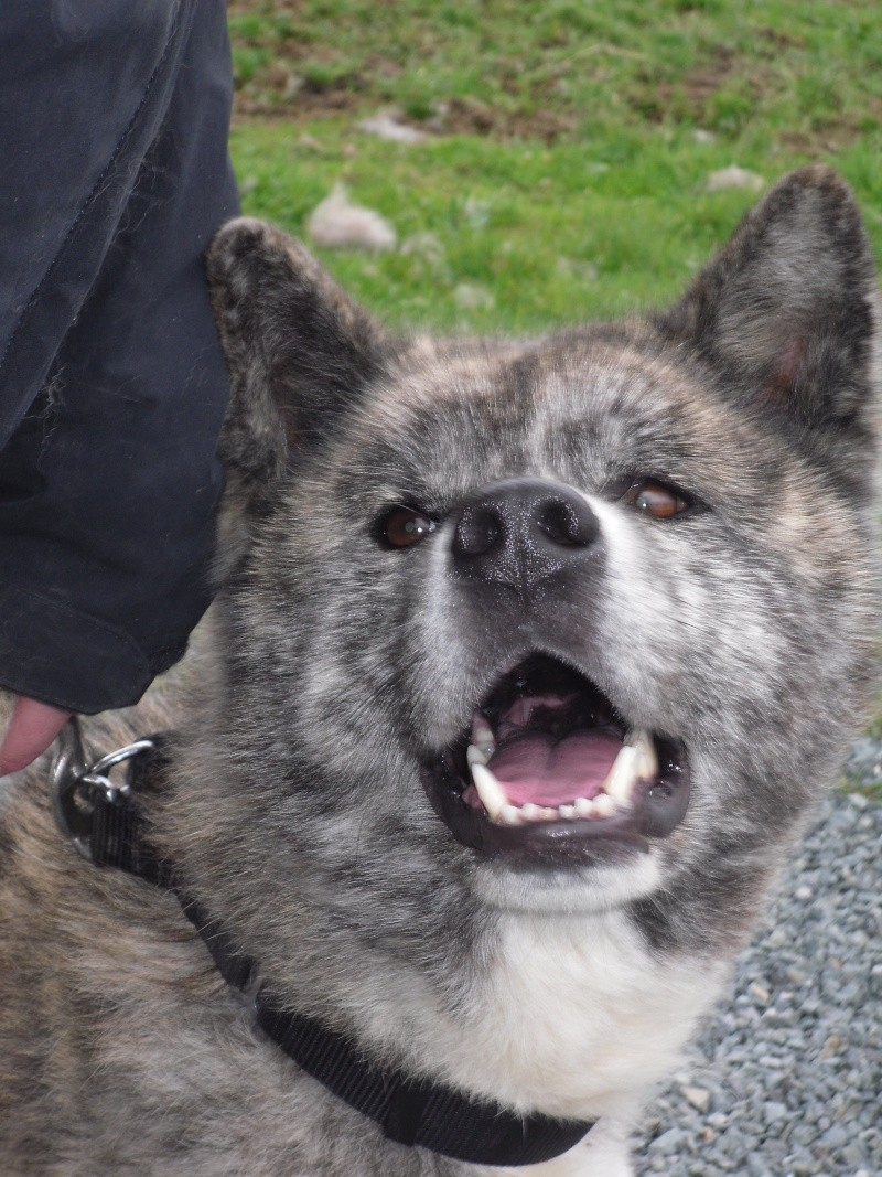 Baïki, akita mâle bringé 3 ans et demi (AKITA HOME )   ADOPTE Baiki_26