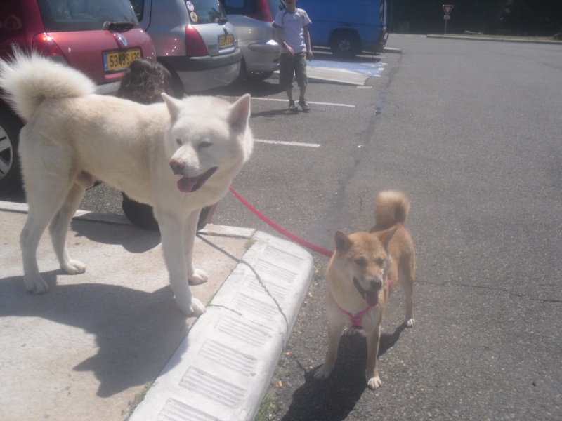 SHAKIRA, femelle shiba inu 3 ans ADOPTEE - Page 2 Osaka_17