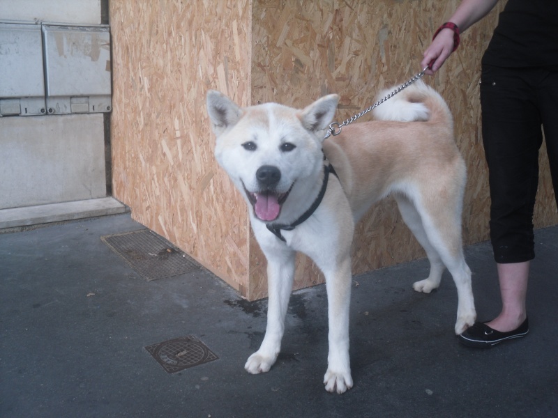 Miataru Hime (anciennement Jessie), femelle akita 18 mois   ADOPTEE Visite14