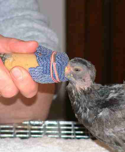 Sauvetage bébé pigeon Handfe12