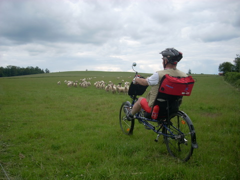 Animaux croisés sur la route pendant vos sorties en VH - Page 2 Mouton10