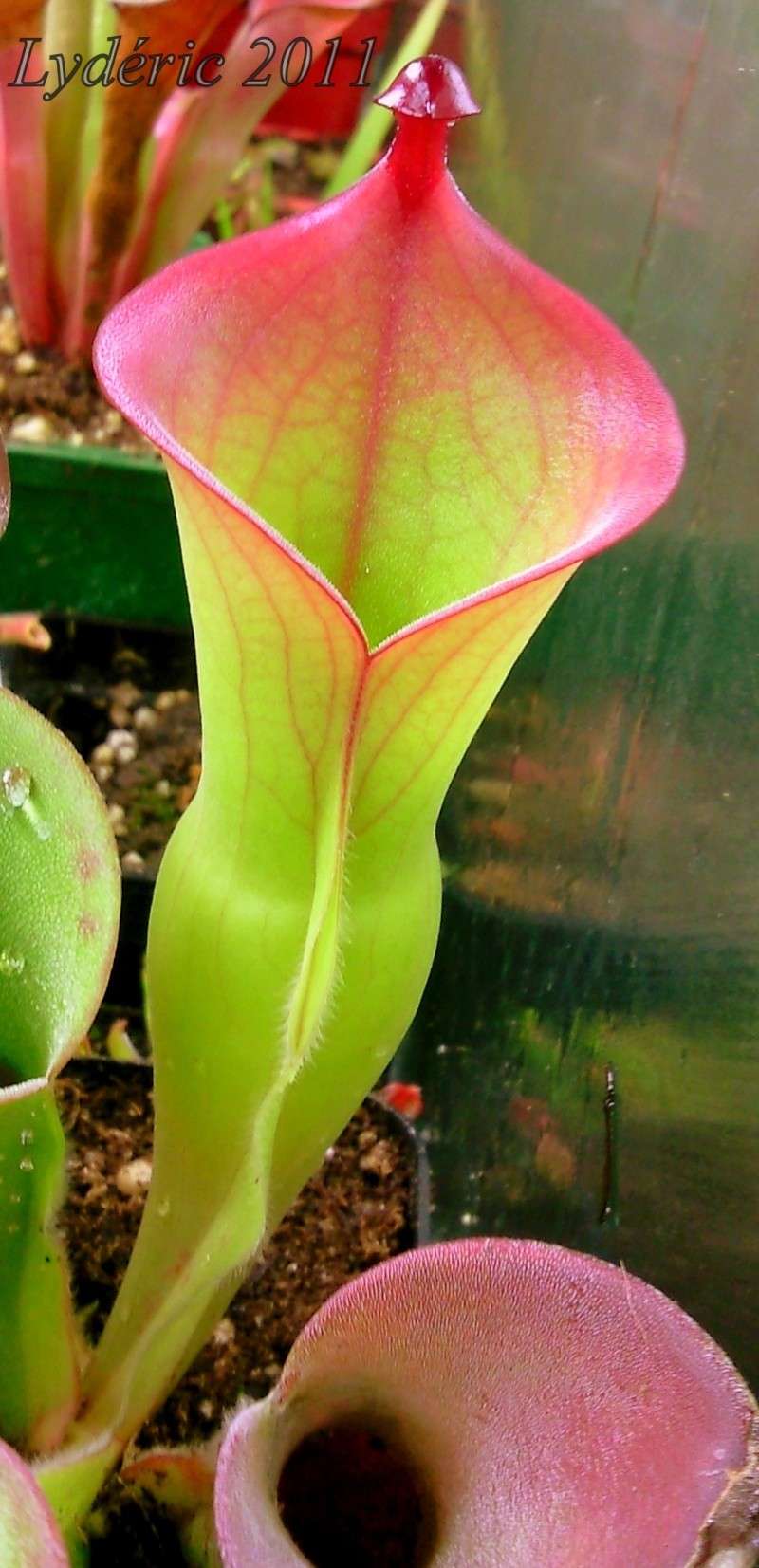 Quelques heliamphora 1-110