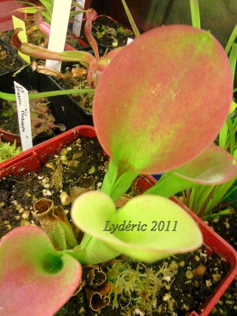 Quelques heliamphora 3-110