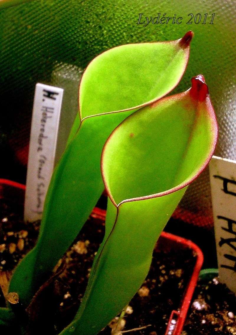 Quelques heliamphora 4-110