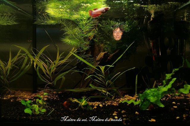 vote "L'aquarium et son maître". Concou11