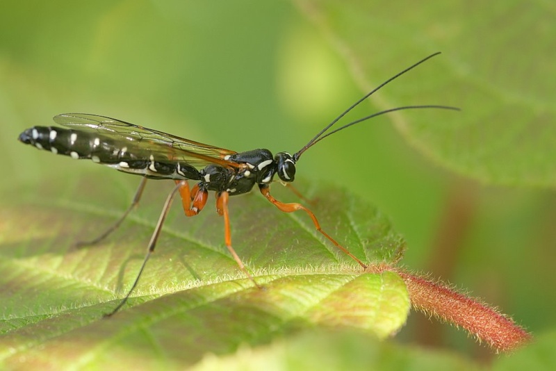 [Ichneumonidae] Confirmation d'identification Dsc03110