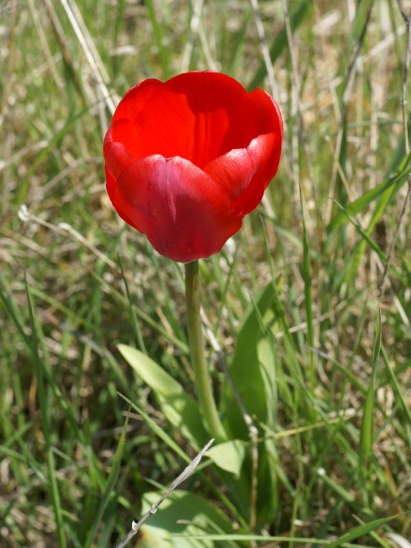 Tulipe Tulipe10