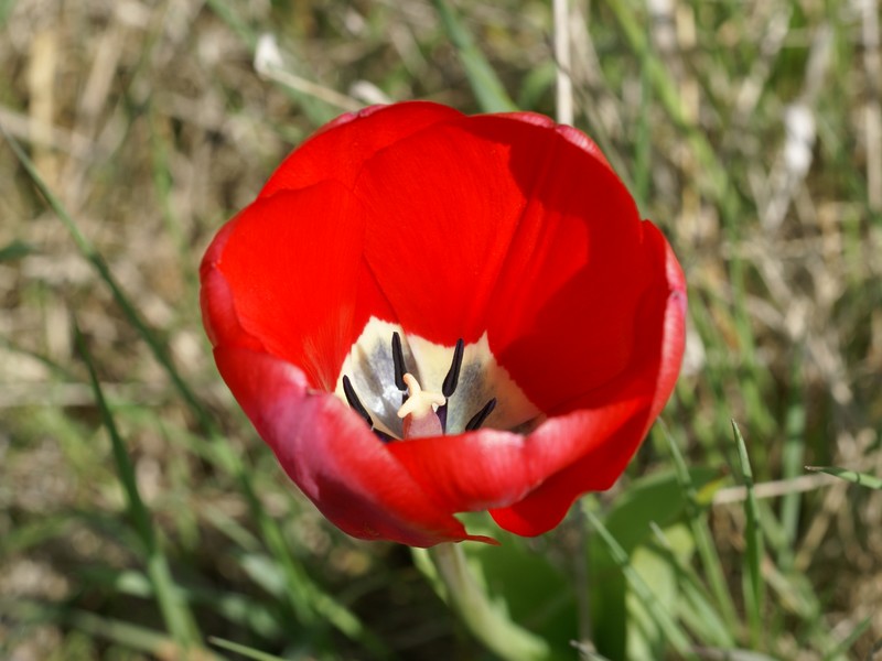 Tulipe Tulipe11