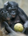 Les bonobos et nous. Bonobo11