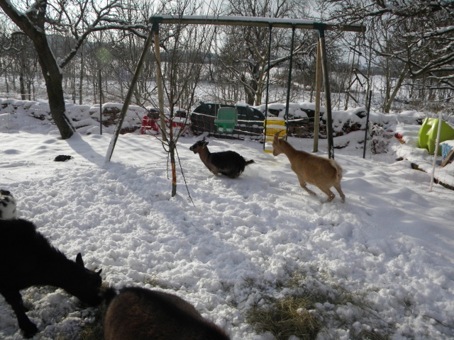 Petite sortie dans la neige Dscn0916