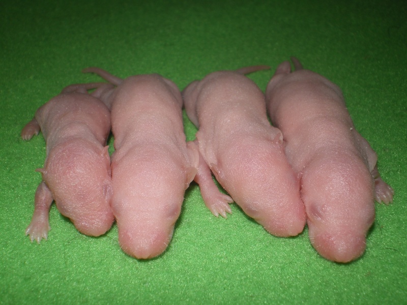 [27] Rats nus nés le 12 janvier 2009 Imgp0015