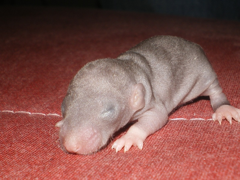 [27] Rats nus nés le 12 janvier 2009 Imgp0020