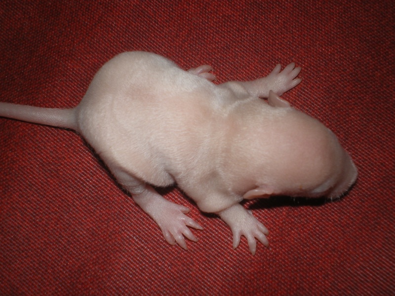 [27] Rats nus nés le 12 janvier 2009 Imgp0024