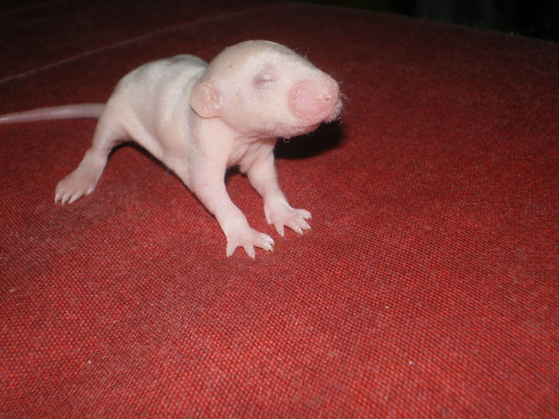 [27] Rats nus nés le 12 janvier 2009 Imgp0025