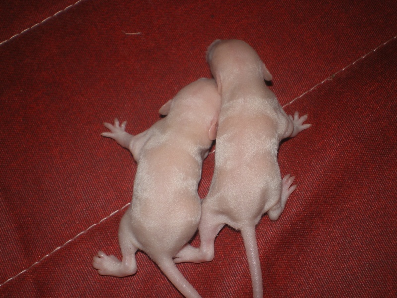 [27] Rats nus nés le 12 janvier 2009 Imgp0026