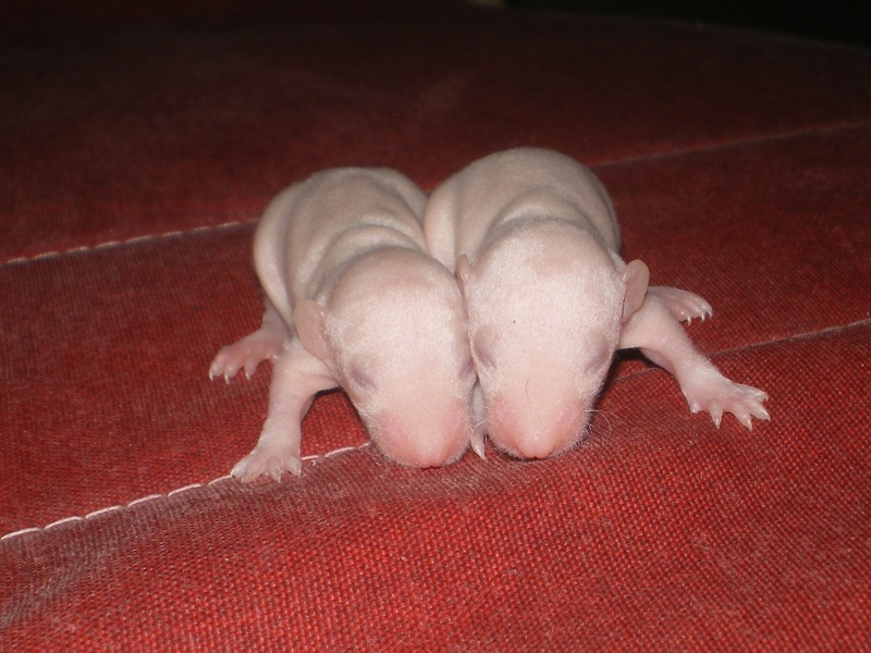 [27] Rats nus nés le 12 janvier 2009 Imgp0027