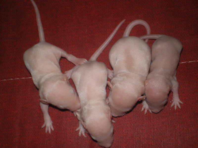 [27] Rats nus nés le 12 janvier 2009 Imgp0029