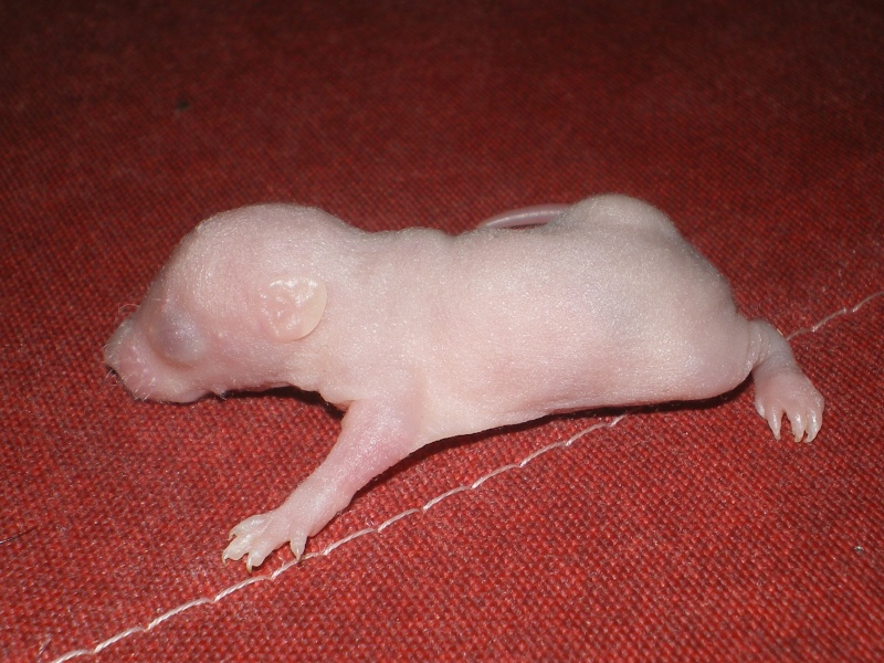 [27] Rats nus nés le 12 janvier 2009 Imgp0030