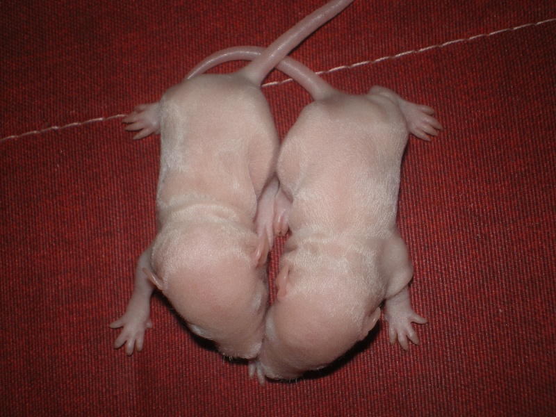 [27] Rats nus nés le 12 janvier 2009 Imgp0033