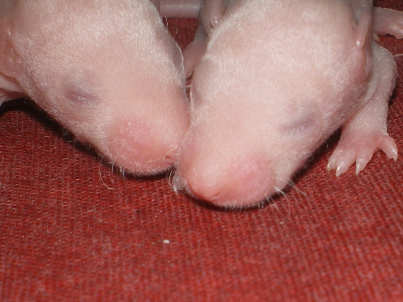 [27] Rats nus nés le 12 janvier 2009 Imgp0034