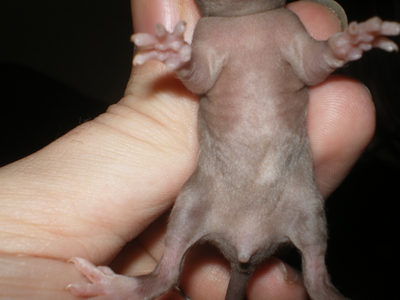 [27] Rats nus nés le 12 janvier 2009 - Page 2 Imgp0120