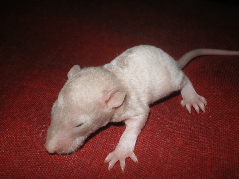 [27] Rats nus nés le 12 janvier 2009 - Page 2 Imgp0121