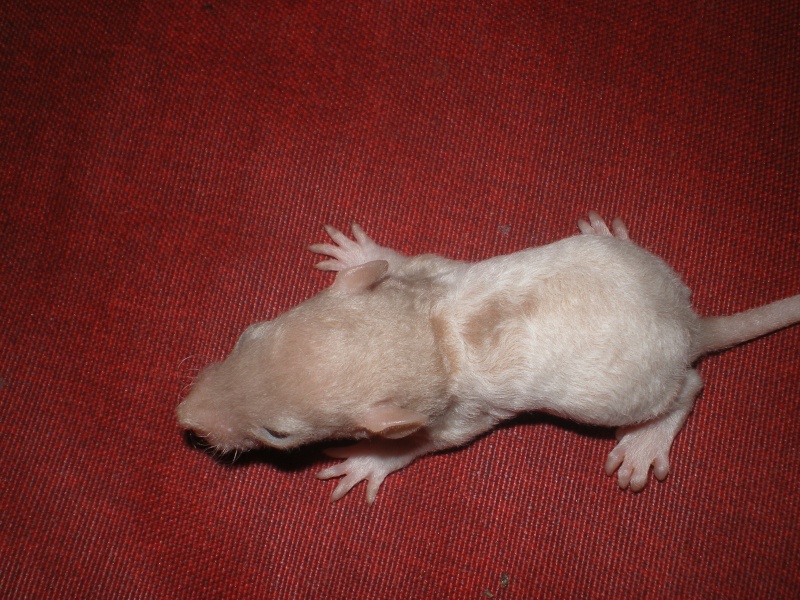 [27] Rats nus nés le 12 janvier 2009 - Page 2 Imgp0122