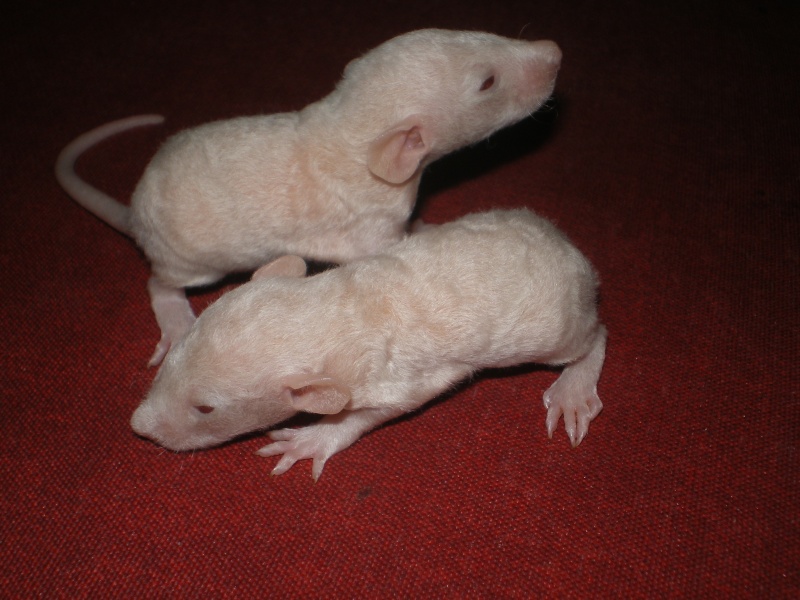 [27] Rats nus nés le 12 janvier 2009 - Page 2 Imgp0124