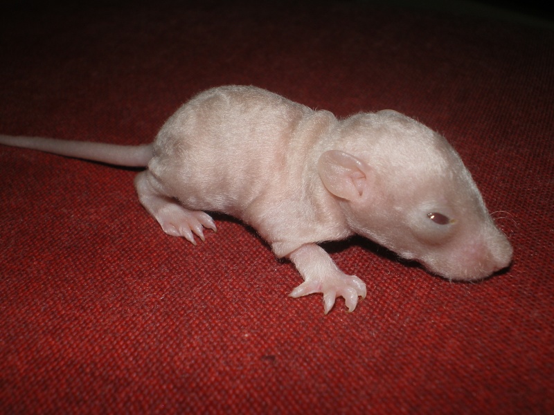 [27] Rats nus nés le 12 janvier 2009 - Page 2 Imgp0125