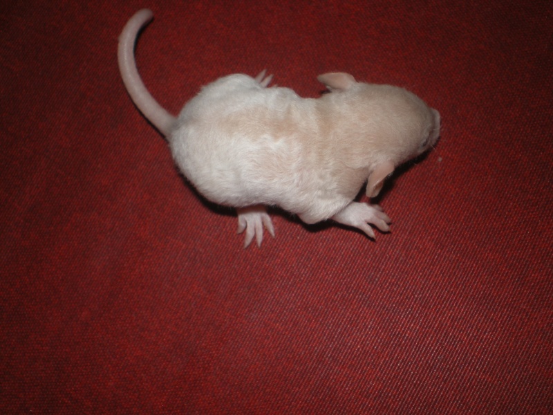 [27] Rats nus nés le 12 janvier 2009 - Page 2 Imgp0127