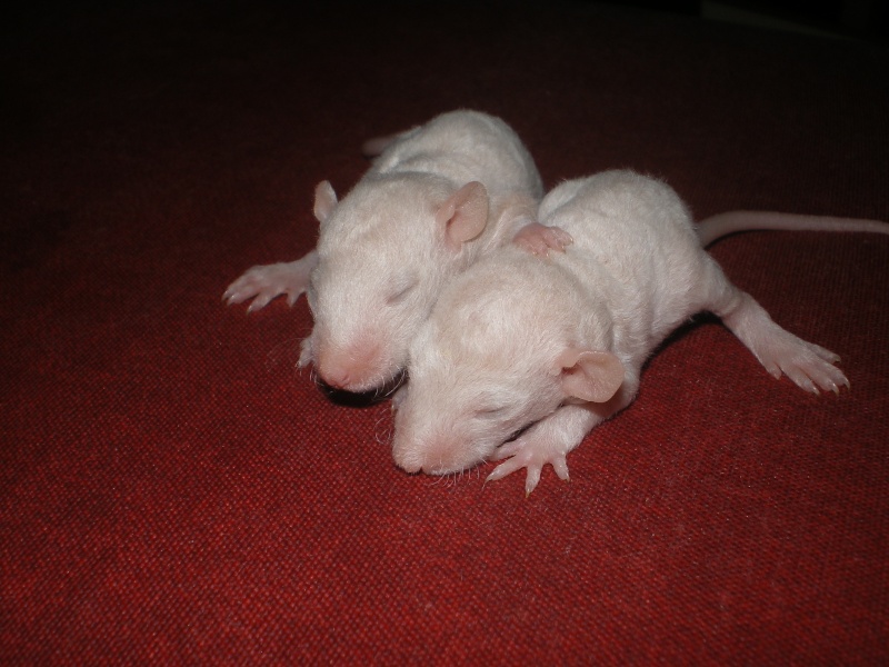 [27] Rats nus nés le 12 janvier 2009 - Page 2 Imgp0128