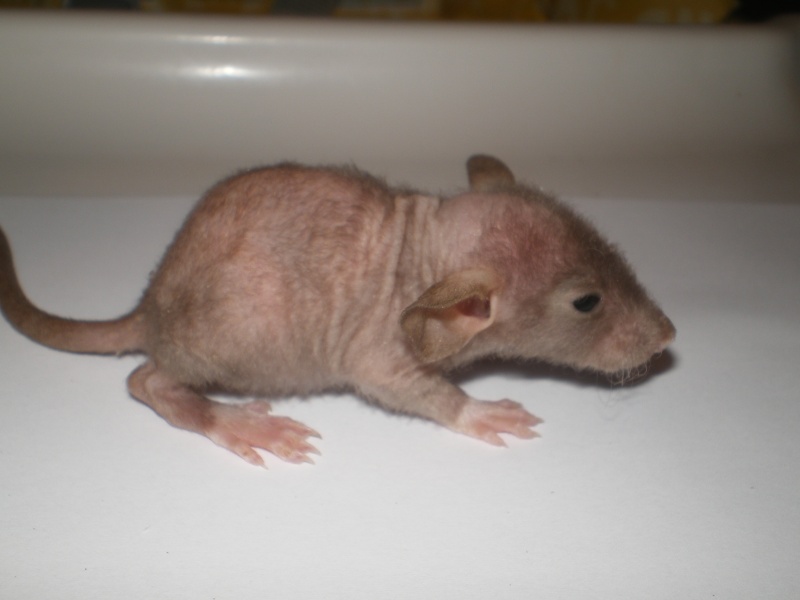 [27] Rats nus nés le 12 janvier 2009 - Page 4 Imgp0129