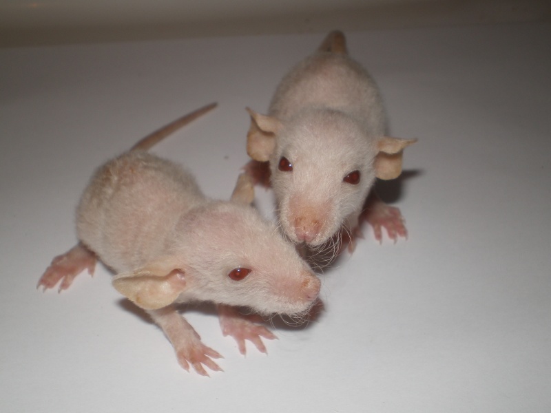 [27] Rats nus nés le 12 janvier 2009 - Page 4 Jupite10