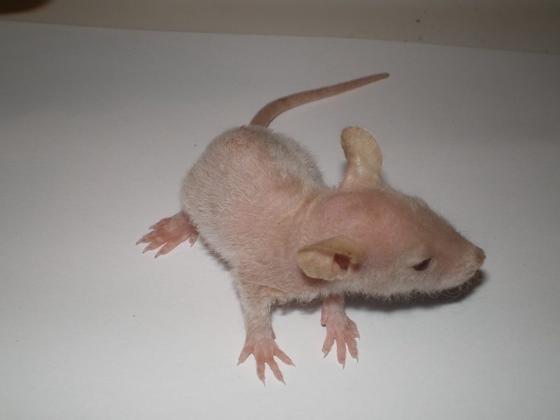 [27] Rats nus nés le 12 janvier 2009 - Page 4 Pluton10