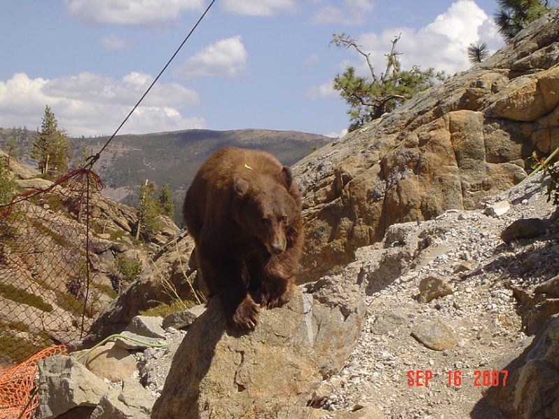 une histoire d'ours en image... Image_15