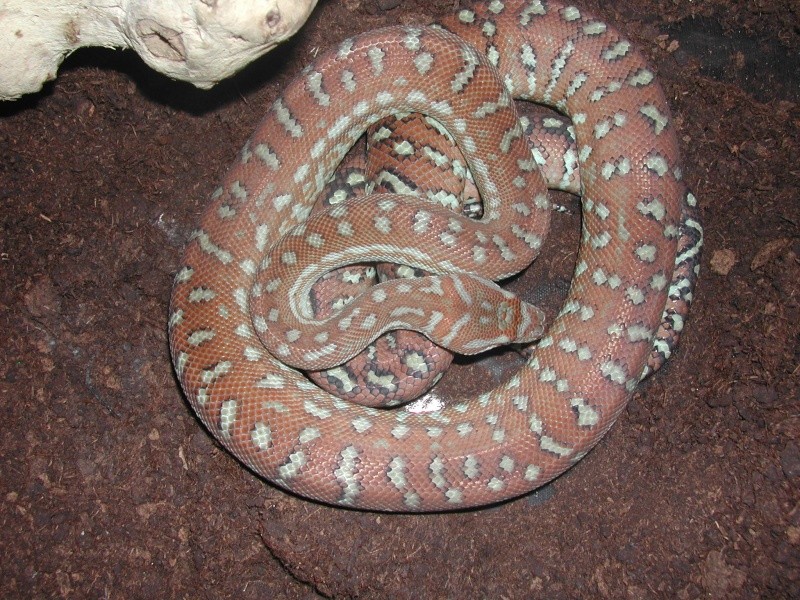 Morélia bredli 00213