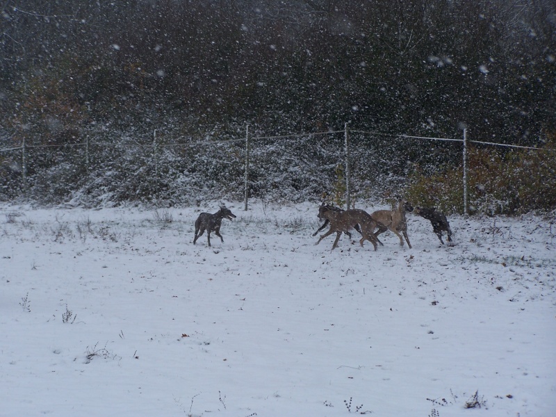 Nos chiens dans la neige!  100b7813