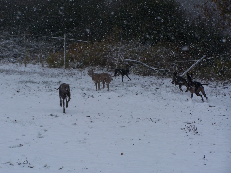 Nos chiens dans la neige!  100b7814