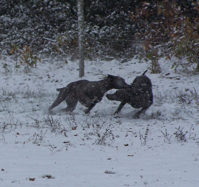 Nos chiens dans la neige!  Chiens11
