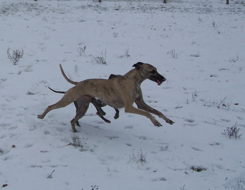 Nos chiens dans la neige!  Denous10