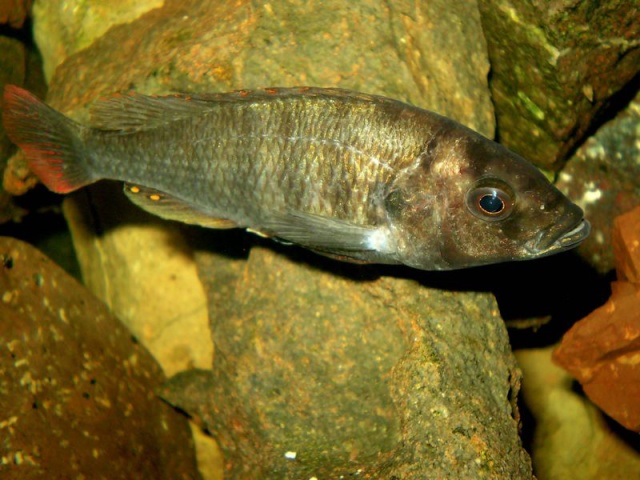 Haplochromis sp 44 P7280010